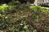 Bild zu Sommerblumenbeet auf dem Wilhelmsplatz mutwillig zerstrt