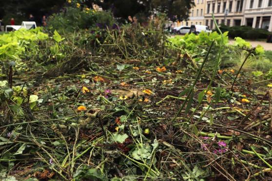 Bild zu Sommerblumenbeet auf dem Wilhelmsplatz mutwillig zerstrt