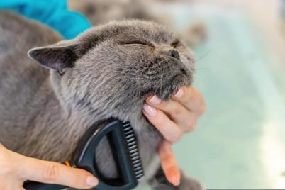 Bild zu Welche Pflegeprodukte sind ein Muss f�r Katzenbesitzer?