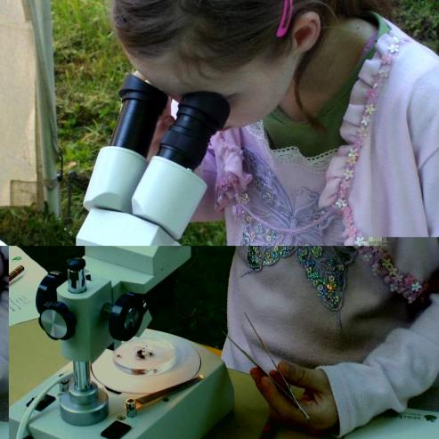 Bild zu Nature Scout in Grlitz werden
