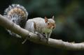 Von Nüssen und Nestern: Eichhörnchenforschung in Görlitz
