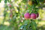 Bild zu Obstsortengarten der Oberlausitz: Ein Tag im Zeichen der Artenvielfalt