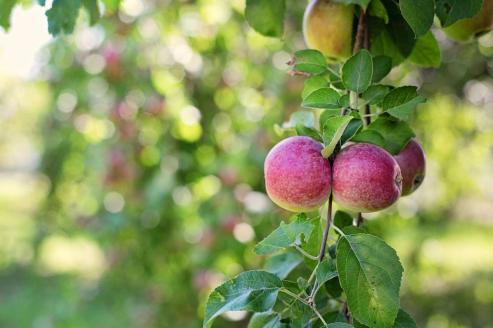 Bild zu Obstsortengarten der Oberlausitz: Ein Tag im Zeichen der Artenvielfalt