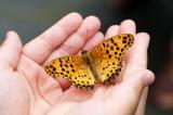 Bild zu Sommerprogramm 2025 im Senckenberg Museum startet mit vielfltigen Naturerlebnissen