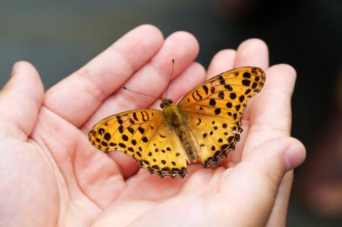 Bild zu Sommerprogramm 2025 im Senckenberg Museum startet mit vielfältigen Naturerlebnissen