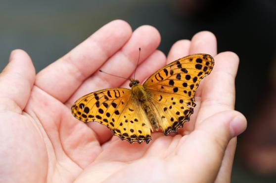 Bild zu Sommerprogramm 2025 im Senckenberg Museum startet mit vielfltigen Naturerlebnissen