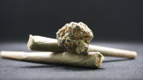 Bild zu Medizinisches Cannabis vs. CBD-l: Was sind die Unterschiede?