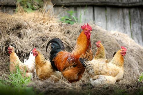 Bild zu Zukunftsvisionen fr schsische Drfer: 12. Landeswettbewerb startet