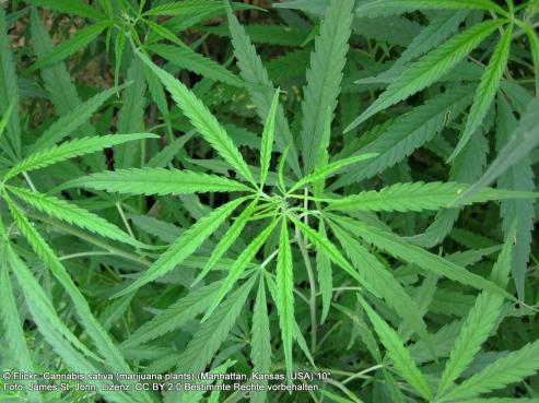 Bild zu Der lange Weg zur Legalisierung von Marihuana: Was im letzten Jahr geschah