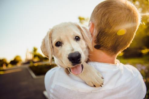 Bild zu Hundeverhalten: Warum es wichtig ist, dein Haustier richtig zu verstehen