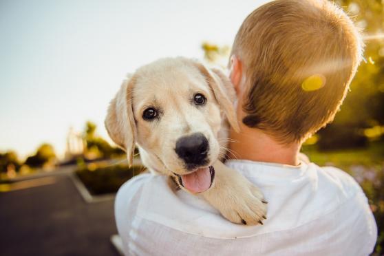 Hundeverhalten: Warum es wichtig ist, dein Haustier richtig zu verstehen