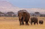 Bild zu Namibias Elefanten-Boom: Segen und Herausforderung fr Natur und Gesellschaft