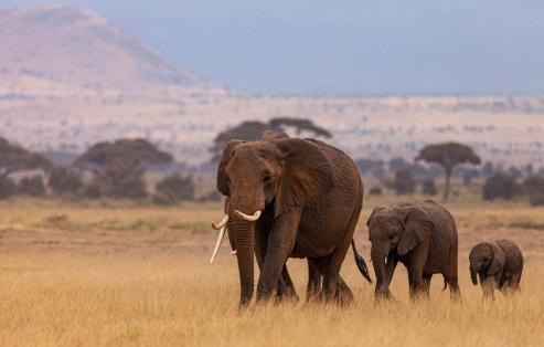 Bild zu Namibias Elefanten-Boom: Segen und Herausforderung fr Natur und Gesellschaft