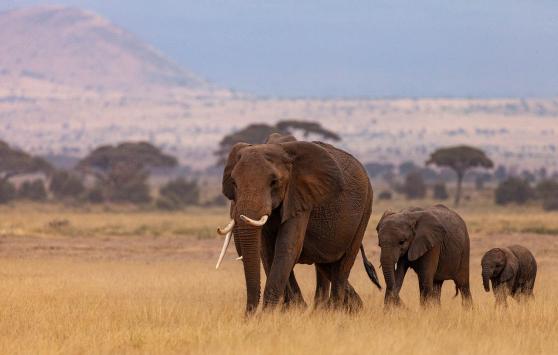Bild zu Namibias Elefanten-Boom: Segen und Herausforderung fr Natur und Gesellschaft