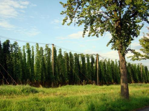 Bild zu Oberlausitz - stlichstes deutsches Hopfenanbaugebiet