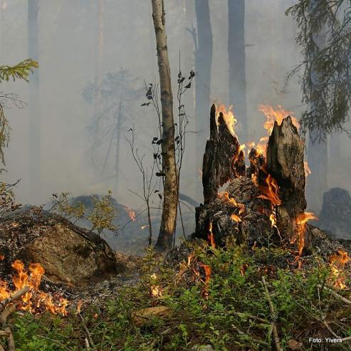 Bild zu Waldbrand in Grlitz