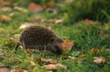 Bild zu Schutz f�r Igel und Kleintiere: Umweltamt mahnt zur R�cksicht