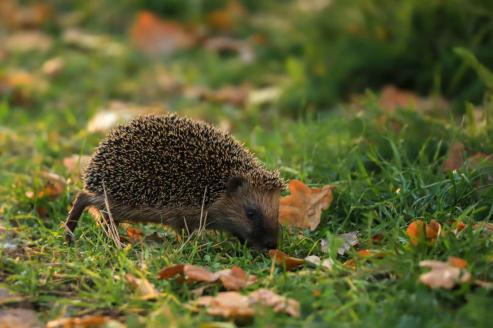 Bild zu Schutz f�r Igel und Kleintiere: Umweltamt mahnt zur R�cksicht