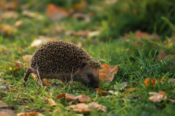 Bild zu Schutz f�r Igel und Kleintiere: Umweltamt mahnt zur R�cksicht