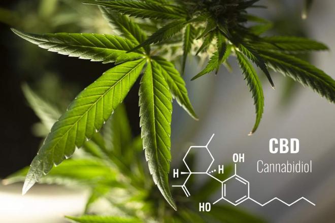 Bildtitel: Medizinisches Cannabis wirkt psychoaktiv Bild zu Medizinisches Cannabis wirkt psychoaktiv