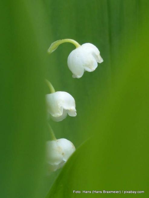 Bild zu Dufttrends 2014 - florale Nuancen und Fruchtessenzen
