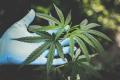 Privater Cannabis-Anbau: Wie sieht das aus?