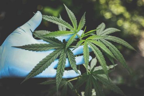 Bild zu Privater Cannabis-Anbau: Wie sieht das aus?