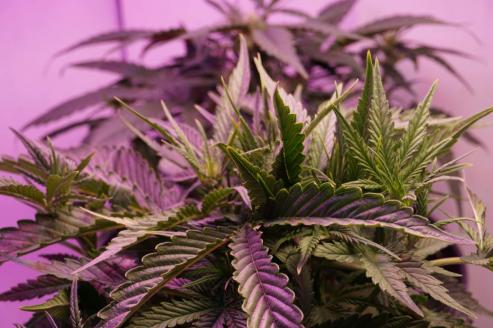 Bild zu Anbau von Autoflowering-Sorten in Cannabis-Clubs 