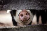 Bild zu Landkreis Grlitz reduziert Sperrzone II der Afrikanischen Schweinepest