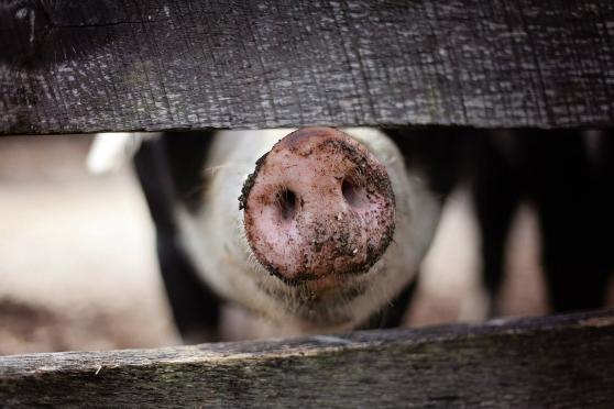Bild zu Landkreis Grlitz reduziert Sperrzone II der Afrikanischen Schweinepest