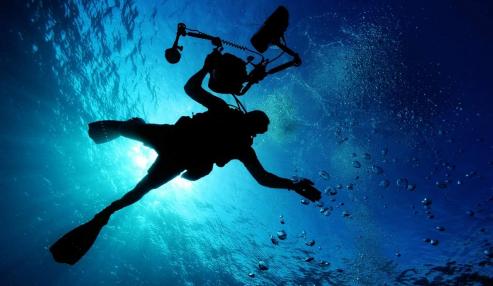 Bild zu Leben unter Wasser 2024: Faszinierende Aufnahmen im Senckenberg Museum Grlitz