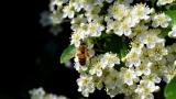 Bild zu Insektenhotels und ihre Bedeutung f�r die Biodiversit�t
