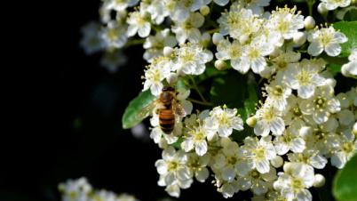 Bild zu Insektenhotels und ihre Bedeutung f�r die Biodiversit�t