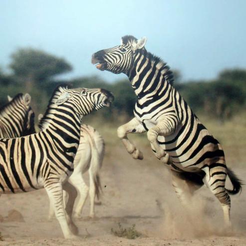 Bild zu Do you like Africa?