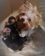 Bild zu Yorkshire terrier Mini zu verkaufen