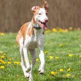 Bild zu Podenco &quot;Yolo&quot; sucht ein Zuhause