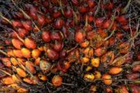 Palmöl zum Kochen, für Biodiesel und andere Zwecke