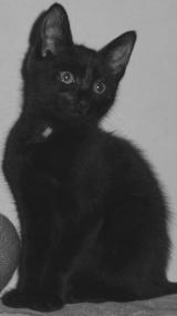 Bild zu Schwarze Katze zu verschenken