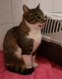 Bild zu Fundkatze vermisst ihre Familie!