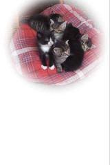 Bild zu Katzenbabys kostenlos abzugeben