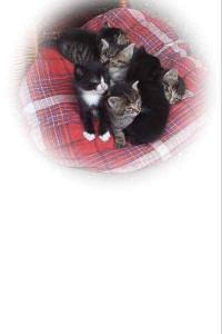 Bild zu Katzenbabys kostenlos abzugeben